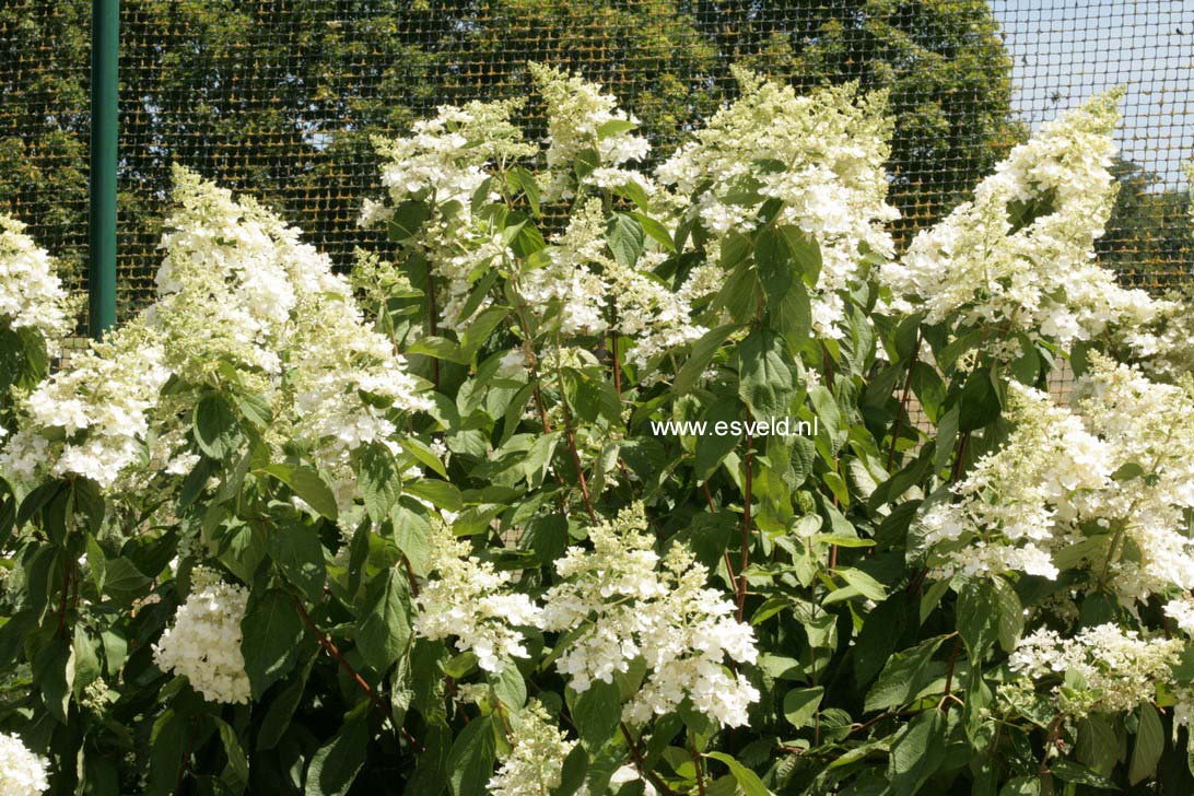 Hydrangea paniculata 'Evereste'