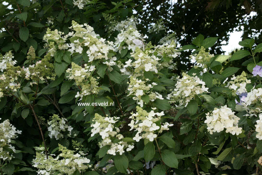 Hydrangea paniculata 'Mid Late Summer'