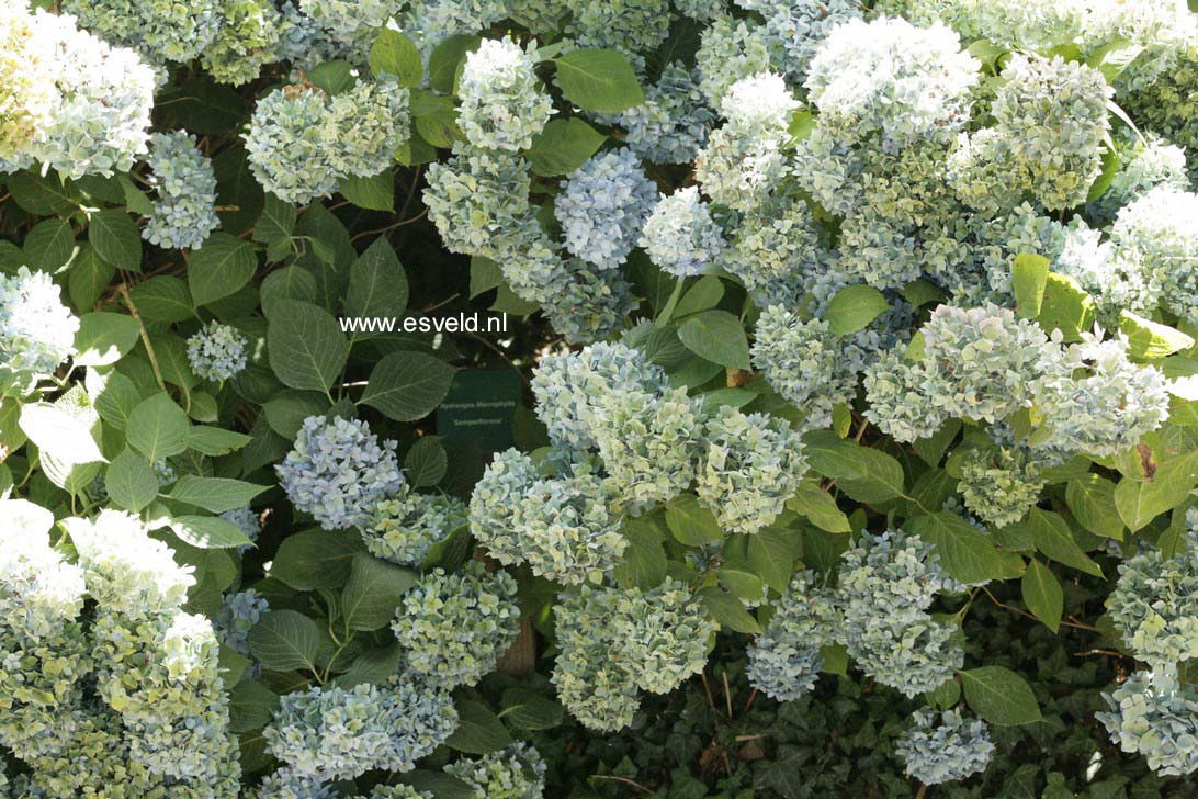 Hydrangea macrophylla 'Semperflorens','Bailmer'(ENDLESS SUMMER)