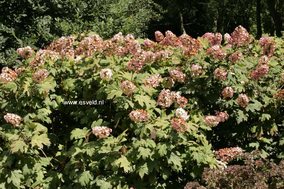 Hydrangea quercifolia 'White Prince'