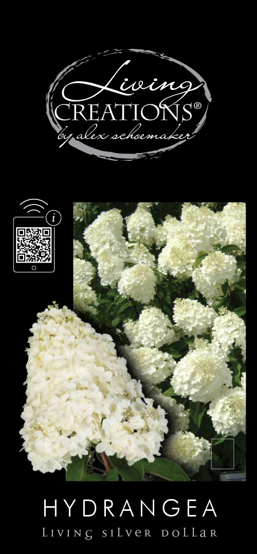 Hydrangea paniculata (LIVING CREATIONS) 'Silver Dollar'