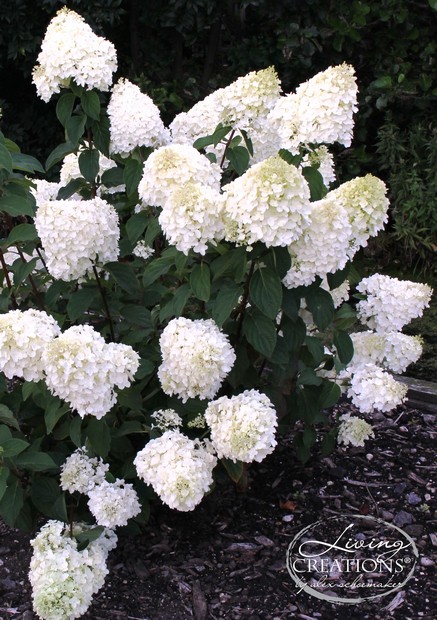Hydrangea paniculata (LIVING CREATIONS) 'Silver Dollar'