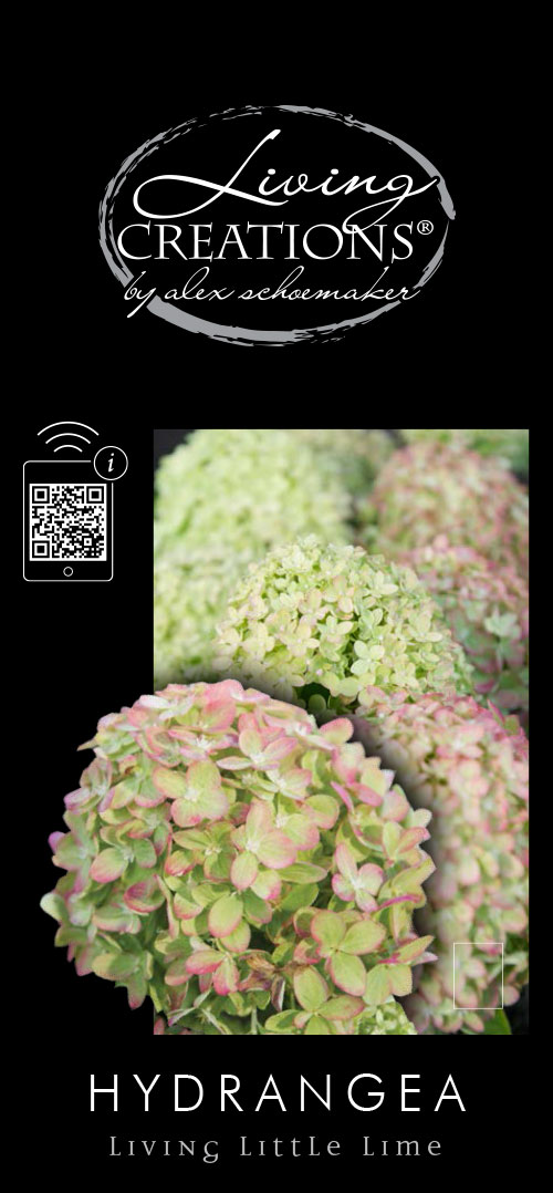 Hydrangea paniculata (LIVING CREATIONS) 'Little Lime'