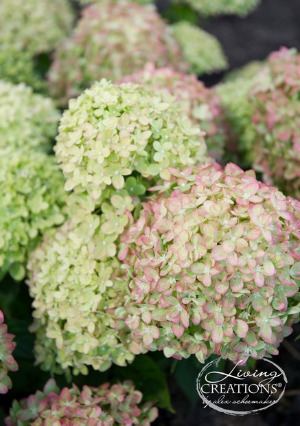 Hydrangea paniculata (LIVING CREATIONS) 'Little Lime'