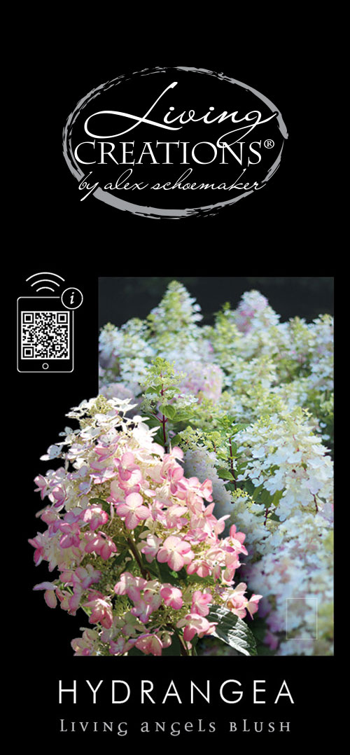 Hydrangea paniculata (LIVING CREATIONS) 'Angels Blush'