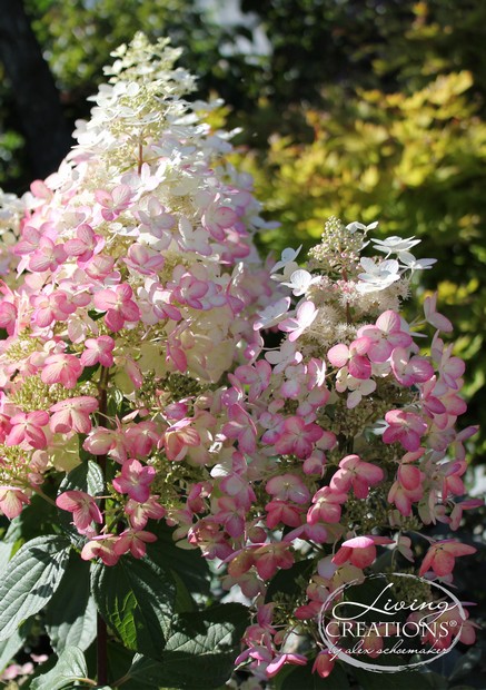 Hydrangea paniculata (LIVING CREATIONS) 'Angels Blush'