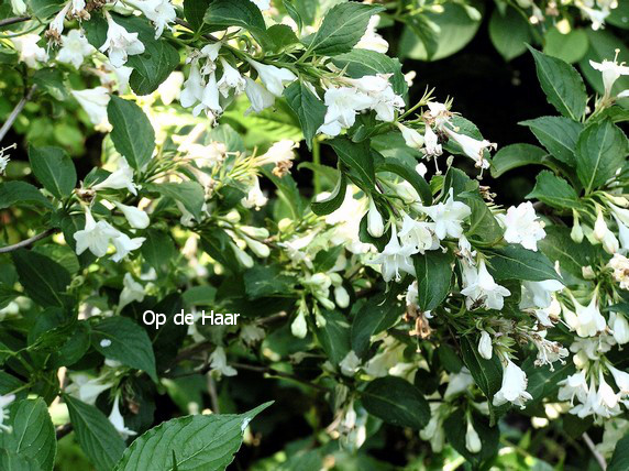 Weigela 'Bristol Snowflake'