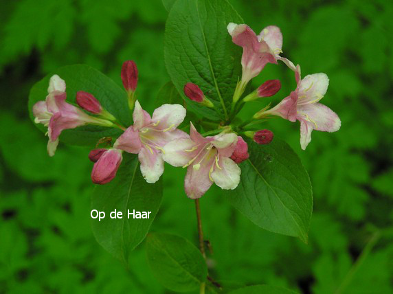 Weigela 'Styriaca'