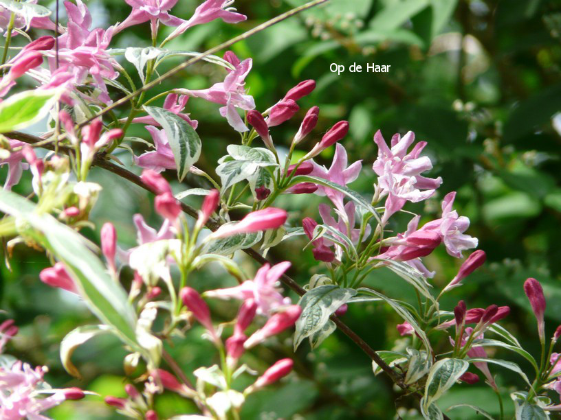 Weigela praecox 'Variegata'