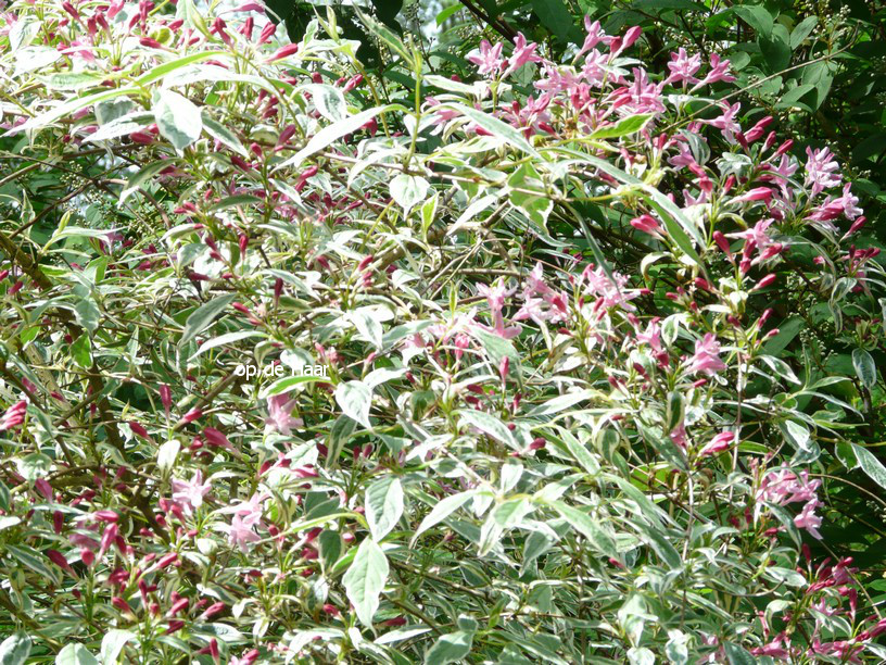 Weigela praecox 'Variegata'