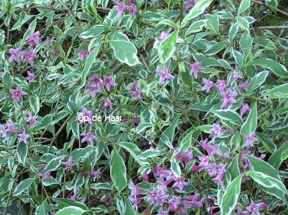 Weigela praecox 'Variegata'