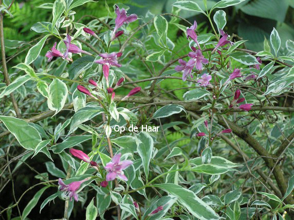 Weigela praecox 'Variegata'