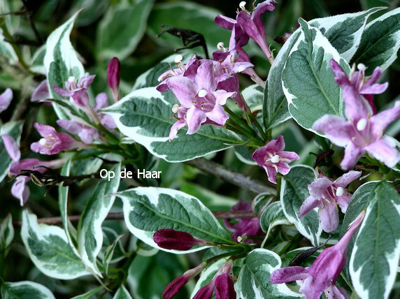 Weigela praecox 'Variegata'