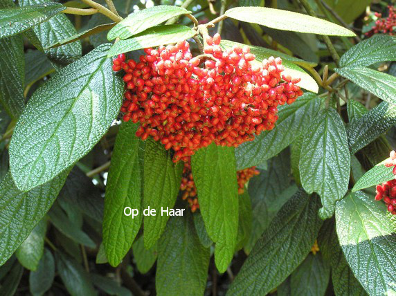 Viburnum rhytidophyllum