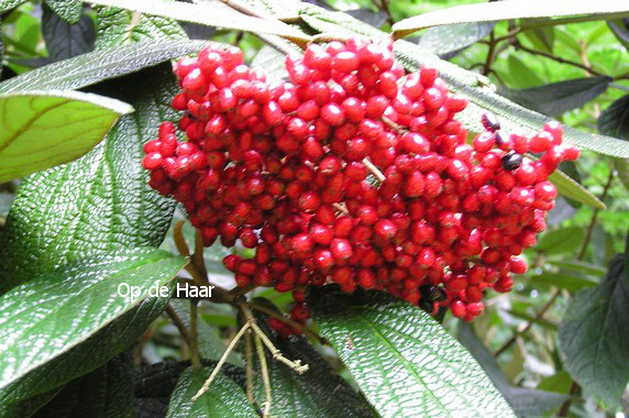 Viburnum rhytidophyllum