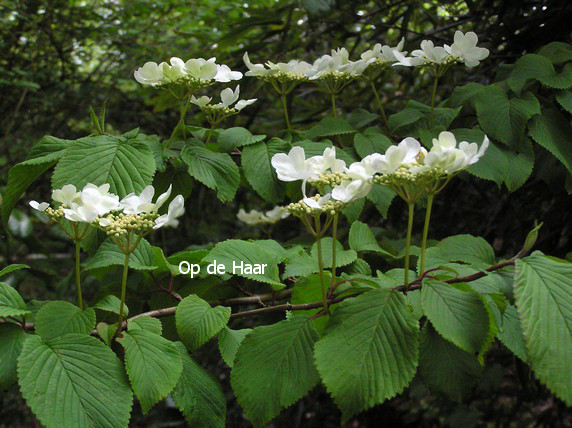 Viburnum plicatum tomentosum