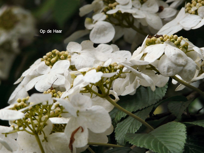 Viburnum plicatum 'Mariesii'