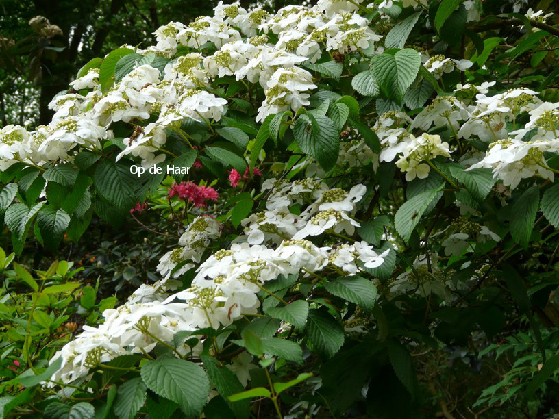 Viburnum plicatum 'Mariesii'