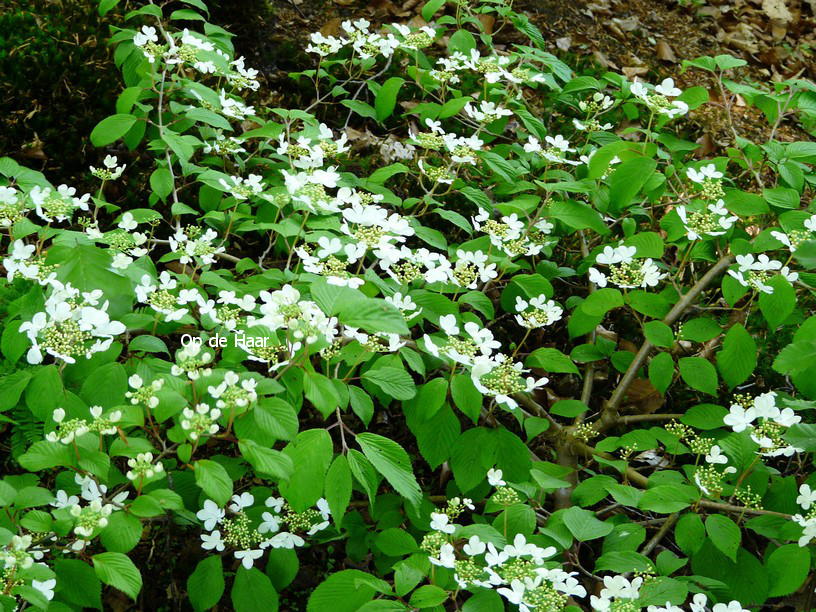 Viburnum plicatum 'Lanarth'