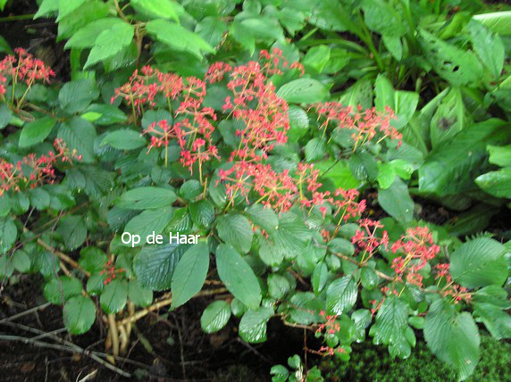 Viburnum plicatum 'Lanarth'