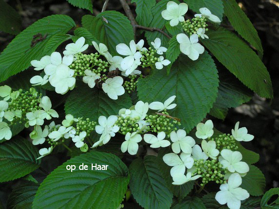 Viburnum plicatum