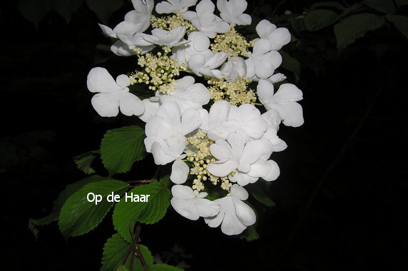 Viburnum plicatum 'Lanarth'