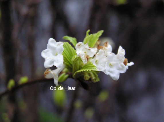 Viburnum farreri 'Candidissimum'