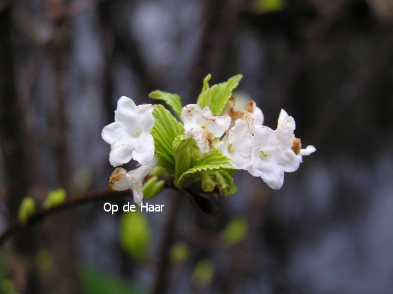 Viburnum farreri 'Candidissimum'