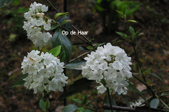 Viburnum 'Eskimo'