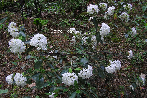 Viburnum 'Eskimo'