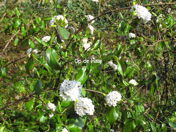 Viburnum 'Eskimo'