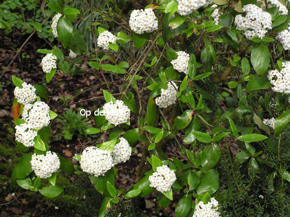 Viburnum 'Eskimo'