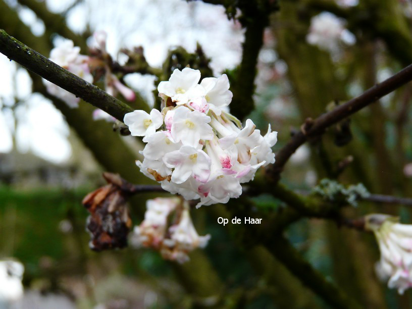 Viburnum bodnantense 'Deben'