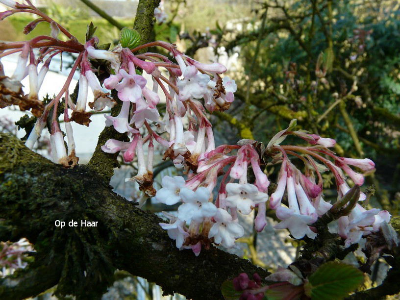 Viburnum bodnantense 'Deben'