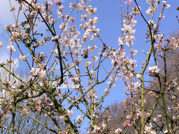 Viburnum bodnantense 'Deben'