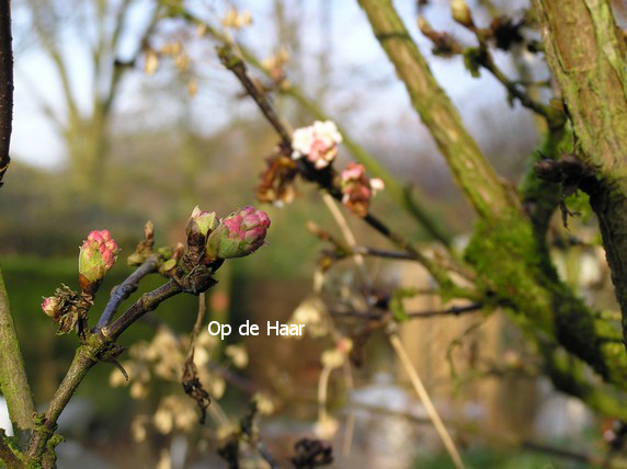 Viburnum bodnantense 'Deben'