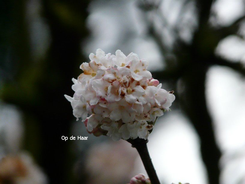 Viburnum bodnantense 'Deben'