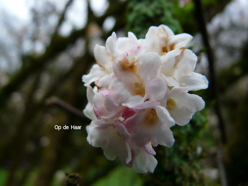 Viburnum bodnantense 'Deben'