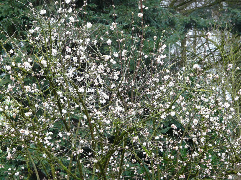 Viburnum bodnantense 'Deben'