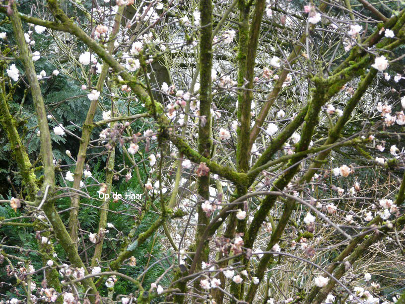 Viburnum bodnantense 'Deben'