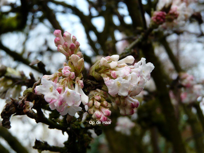 Viburnum bodnantense 'Deben'