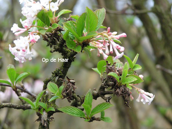 Viburnum bodnantense 'Deben'