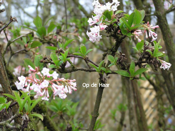 Viburnum bodnantense 'Deben'