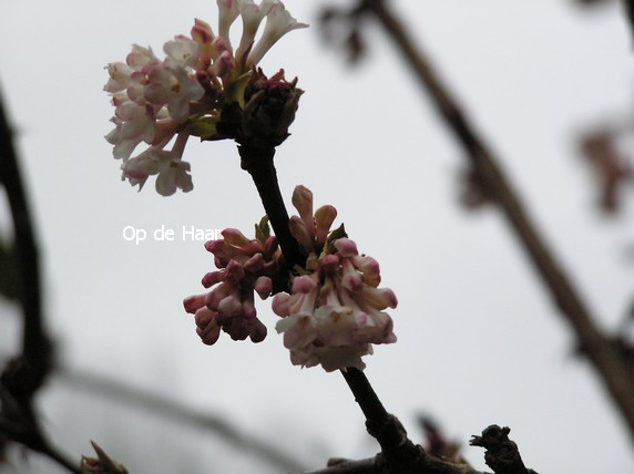 Viburnum bodnantense 'Deben'