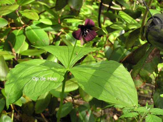 Trillium grandiflorum