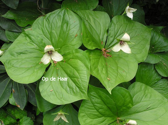 Trillium grandiflorum