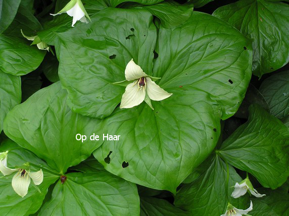 Trillium grandiflorum