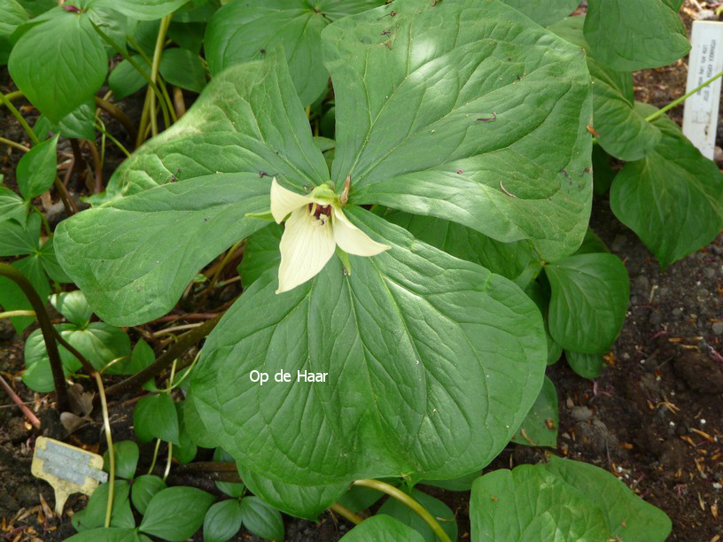 Trillium grandiflorum