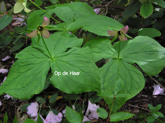 Trillium grandiflorum