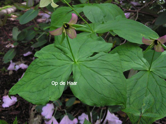 Trillium grandiflorum